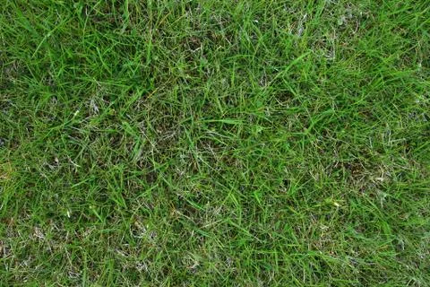 Green grass Foto stock