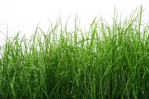 Green grass Stock Photos