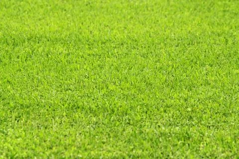 Green grass Stock Photos
