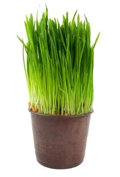 Green grass Stock Photos