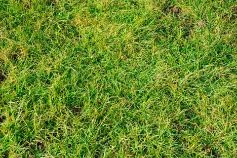 Green grass Stock Photos