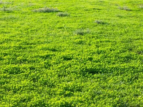 Green grass Stock Photos