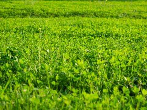 Green grass Stock Photos