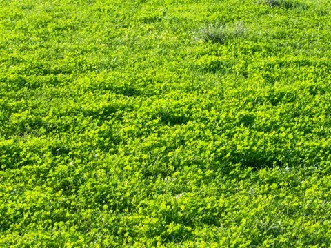 Green grass Stock Photos