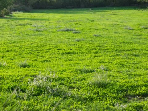 Green grass Stock Photos