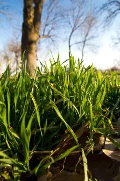 Green grass Stock Photos