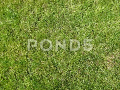 Green grass Stock Photos