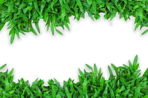 Green grass Foto stock