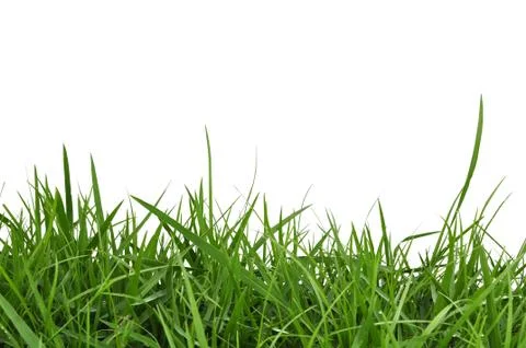 Green grass Foto stock
