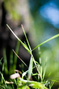 Green grass Stock Photos