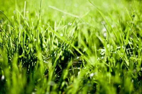 Green grass Stock Photos