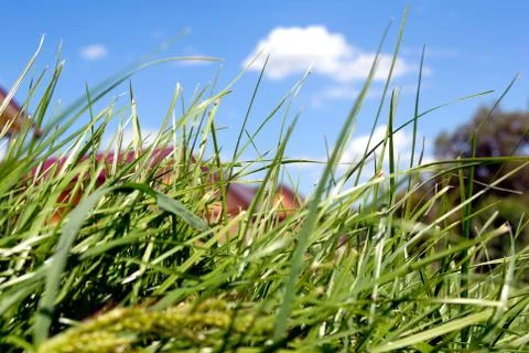 Green grass Stock Photos