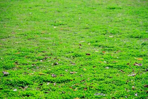 Green grass Stock Photos