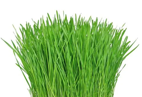 Green grass Stock Photos
