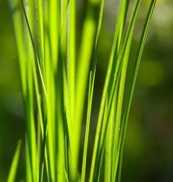Green grass Stock Photos