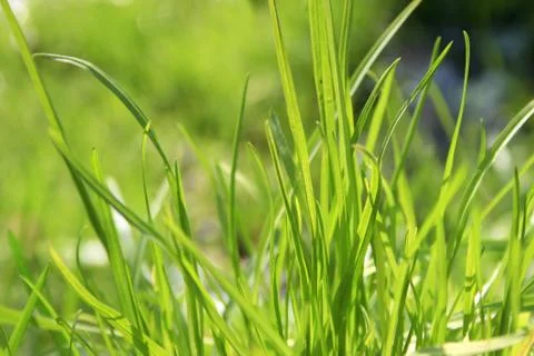 Green grass Stock-Fotos