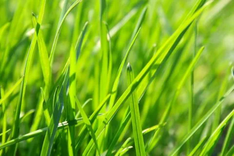 Green grass Stock-Fotos