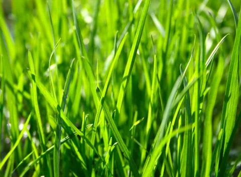 Green grass Stock Photos