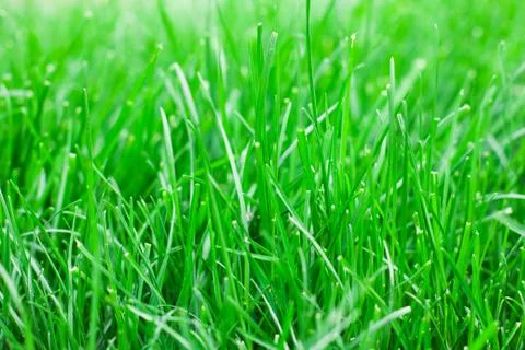 Green grass Foto stock