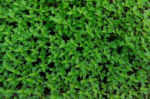 Green grass Stock Photos