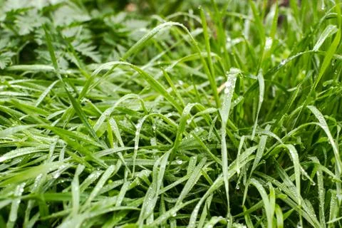 Green grass Stock Photos