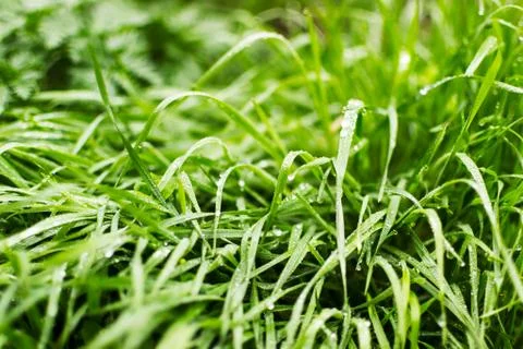 Green grass Stock Photos