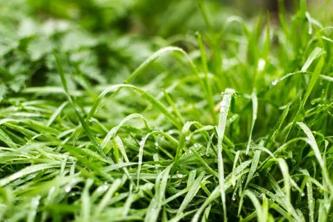 Green grass Stock Photos