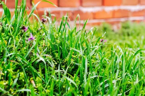 Green grass Stock Photos