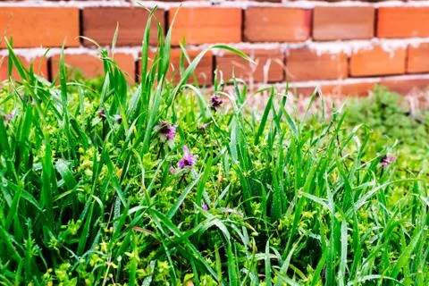Green grass Stock Photos