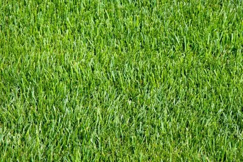 Green grass Stock Photos