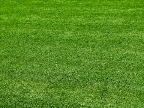 Green grass Stock Photos
