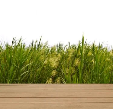 Green grass Stock Photos