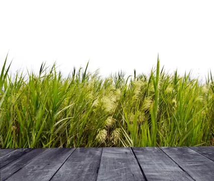 Green grass Stock Photos