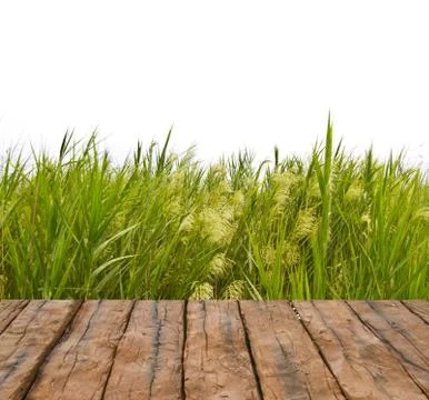 Green grass Stock Photos