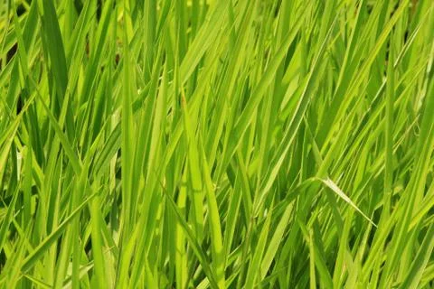 Green grass Stock Photos