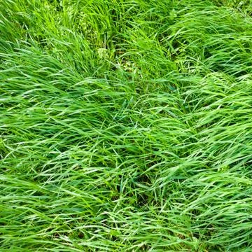 Green grass Stock Photos
