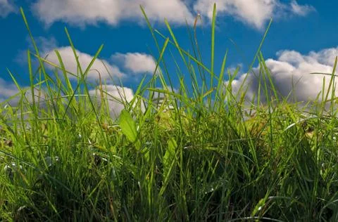 The green grass. Stock Photos