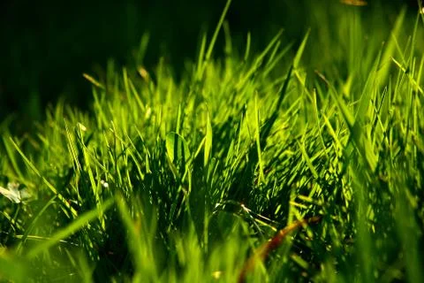 Green grass Stock Photos