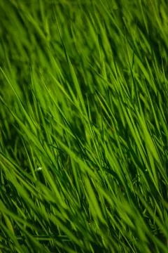 Green grass Stock Photos