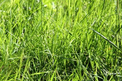 Green grass Foto stock
