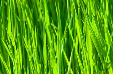 Green grass Stock Photos