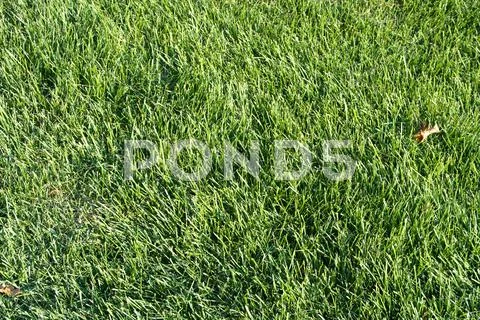 Green grass Stock Photos