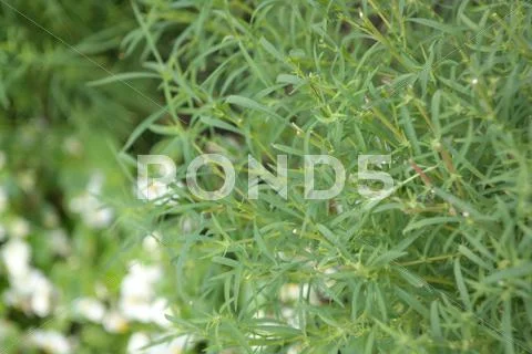 Green grass Stock Photos