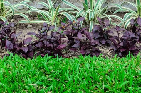 Green grass Stock Photos