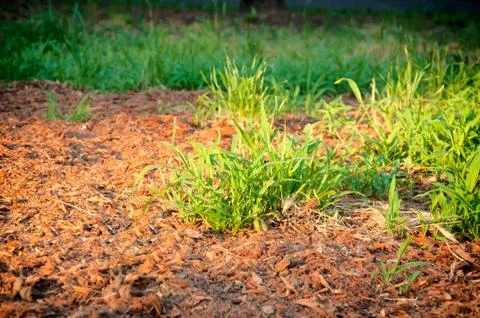Green grass Stock Photos