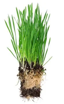 Green grass Stock Photos