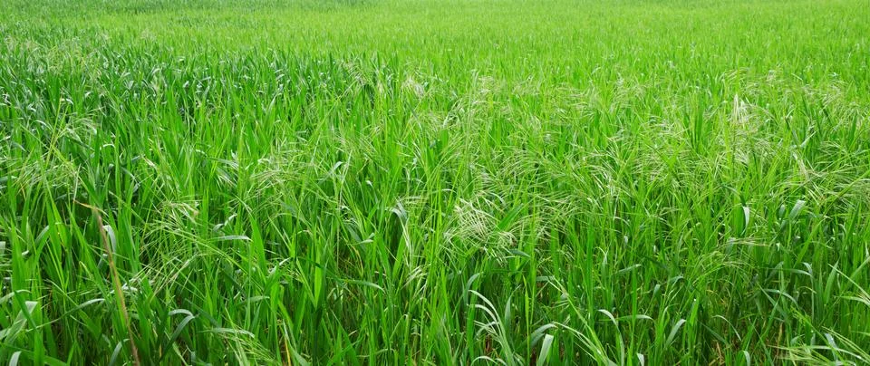 Green grass Stock Photos