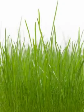 Green grass Stock Photos