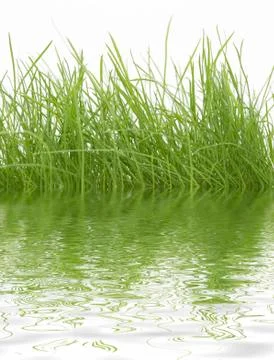 Green grass Stock Photos