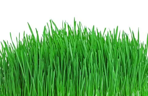 Green grass Stock-Fotos